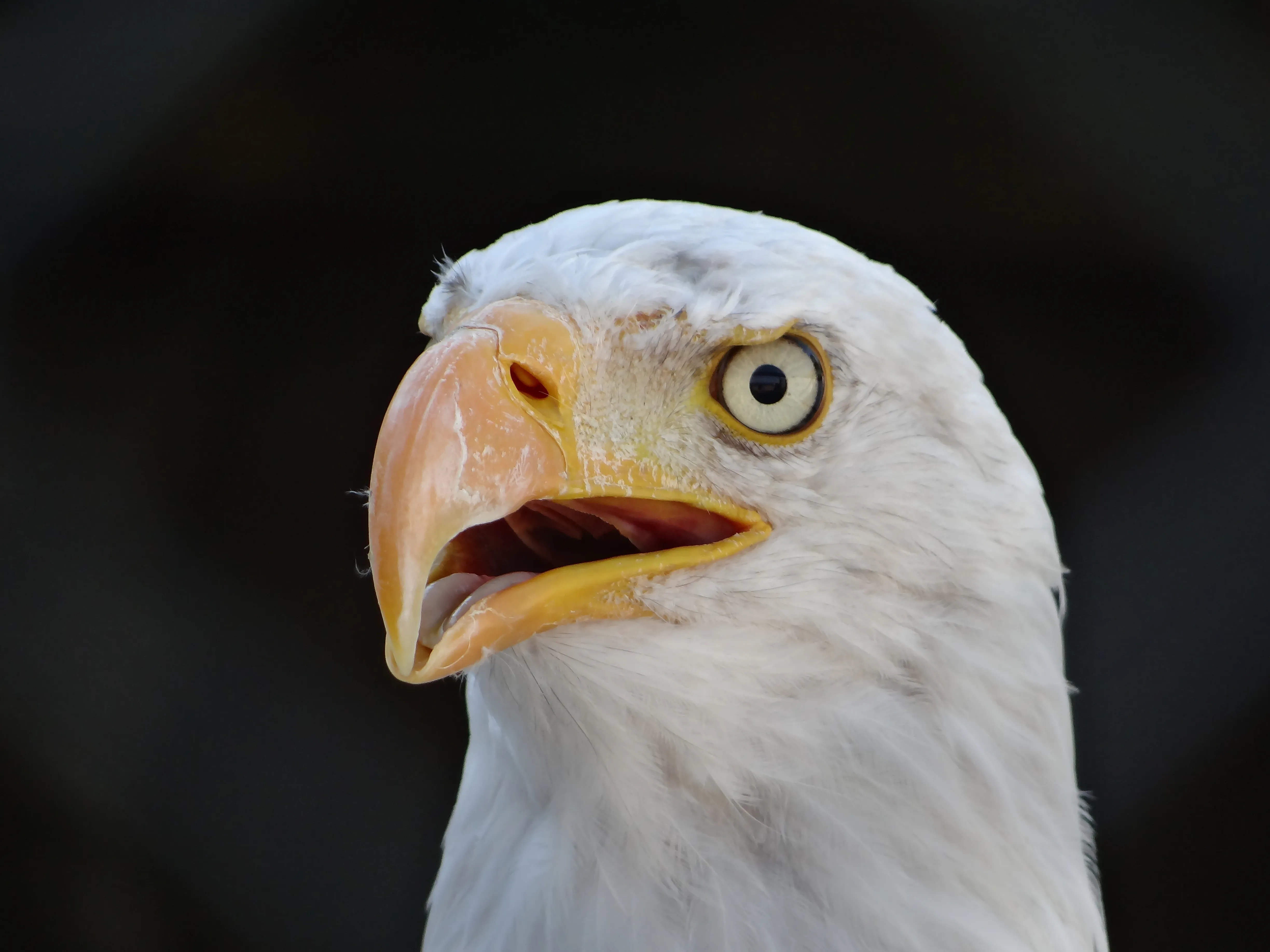 Greifvogelschau auf der Riegersburg
