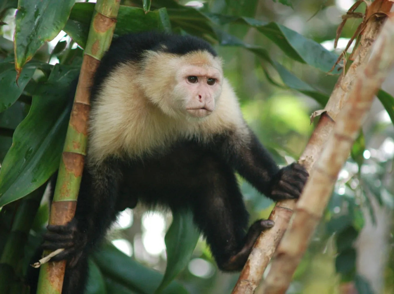Kapuzineräffchen auf der Affeninsel im Gatúnsee