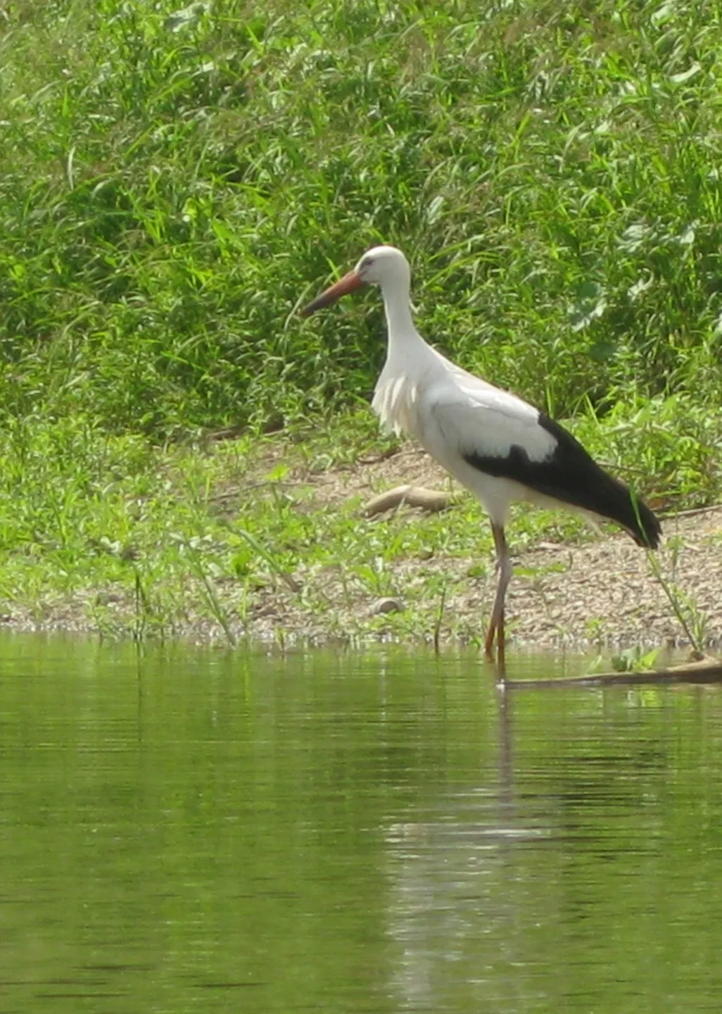 Ein treuer Begleiter