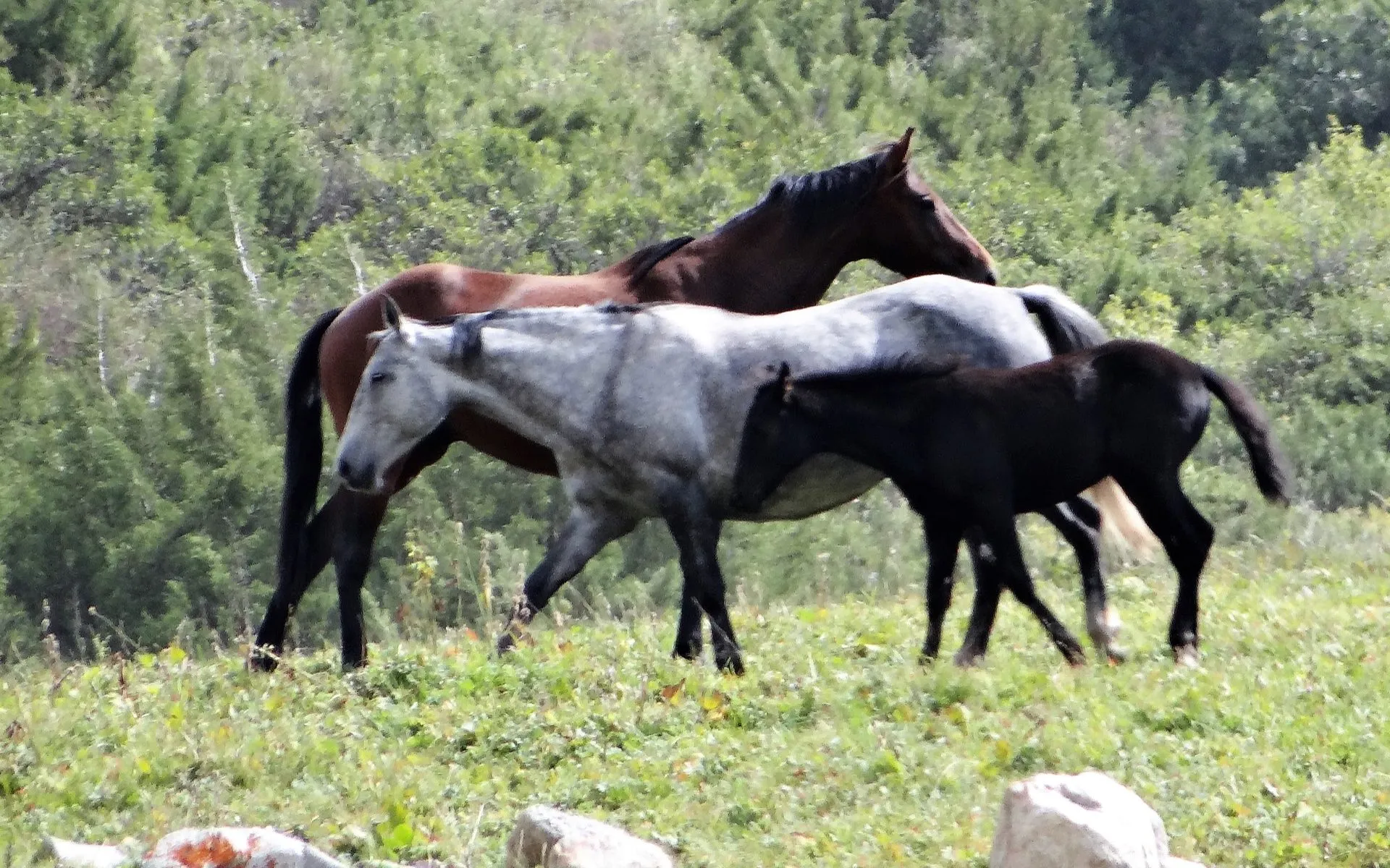 Wildpferde auf der Alm