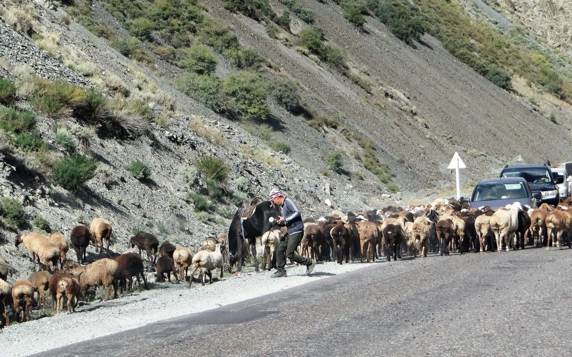 Hirte mit Schafherde auf der Passstraße