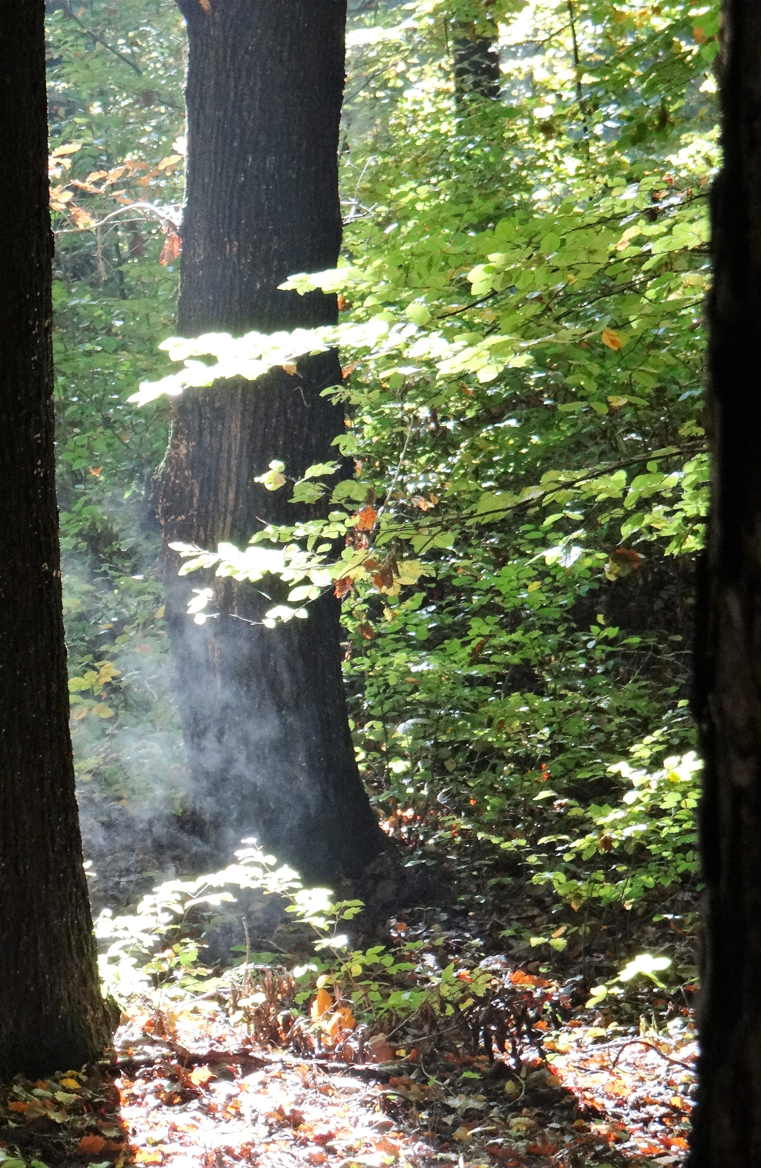 Zwischen Feen und Pilzen