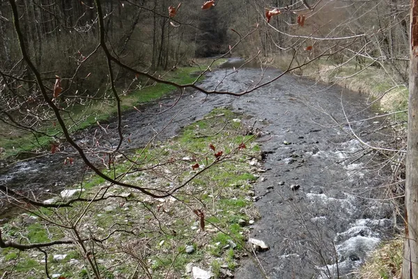 Wildbach in der Raabklamm umgeben von bewaldeten Felswänden
