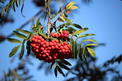 Leuchtend rote Vogelbeeren an einem Ast vor blauem Himmel